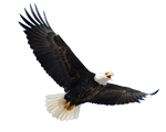 vfw1351_r3_c12_eagle.gif